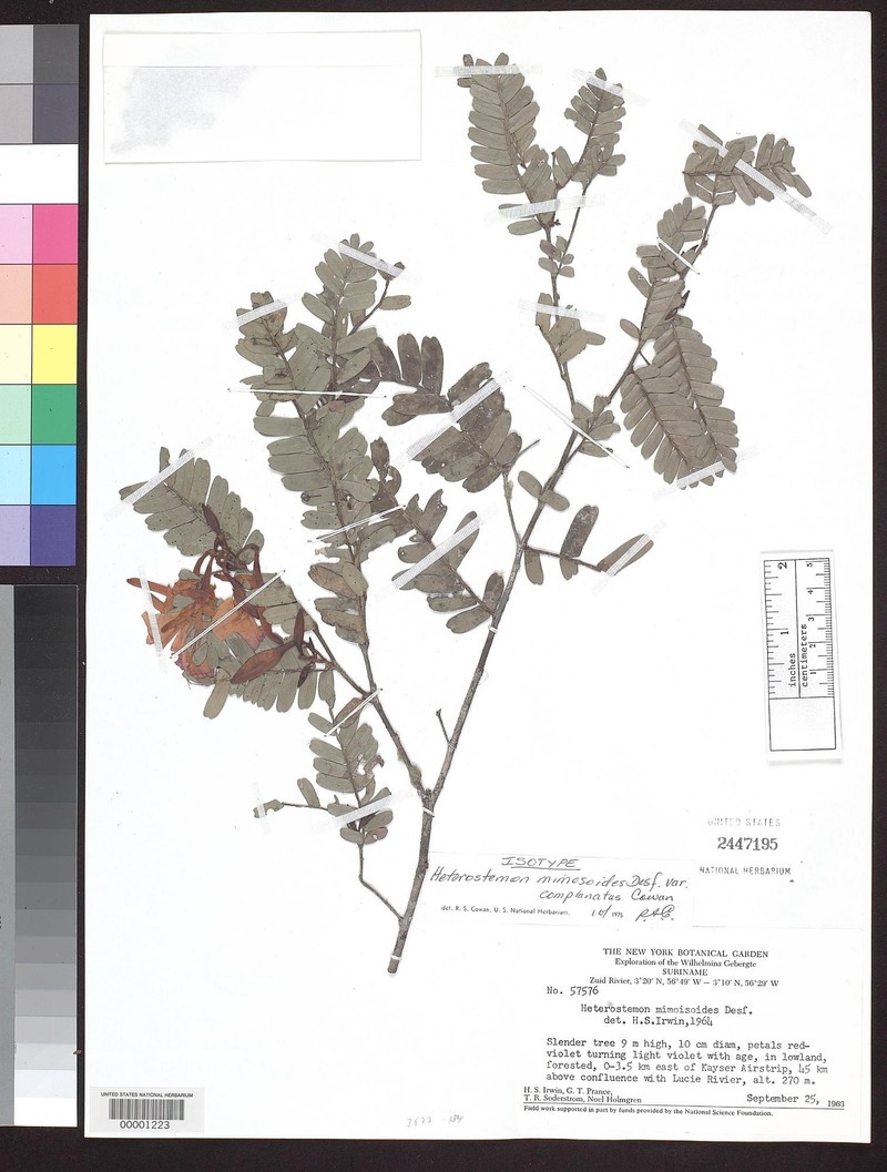 Heterostemon mimosoides var. complanatus photo 2