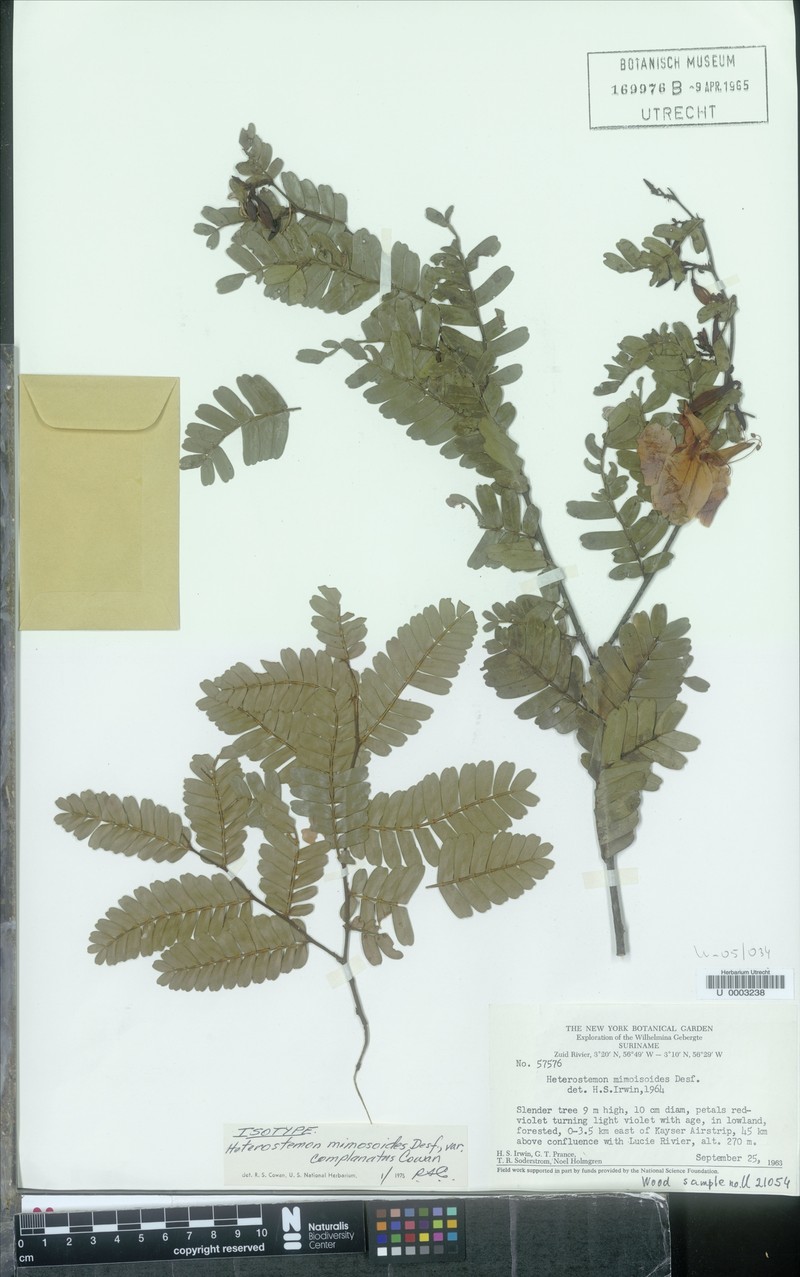 Heterostemon mimosoides var. complanatus photo 3