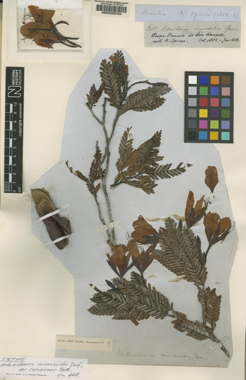 Heterostemon mimosoides var. coriaceus