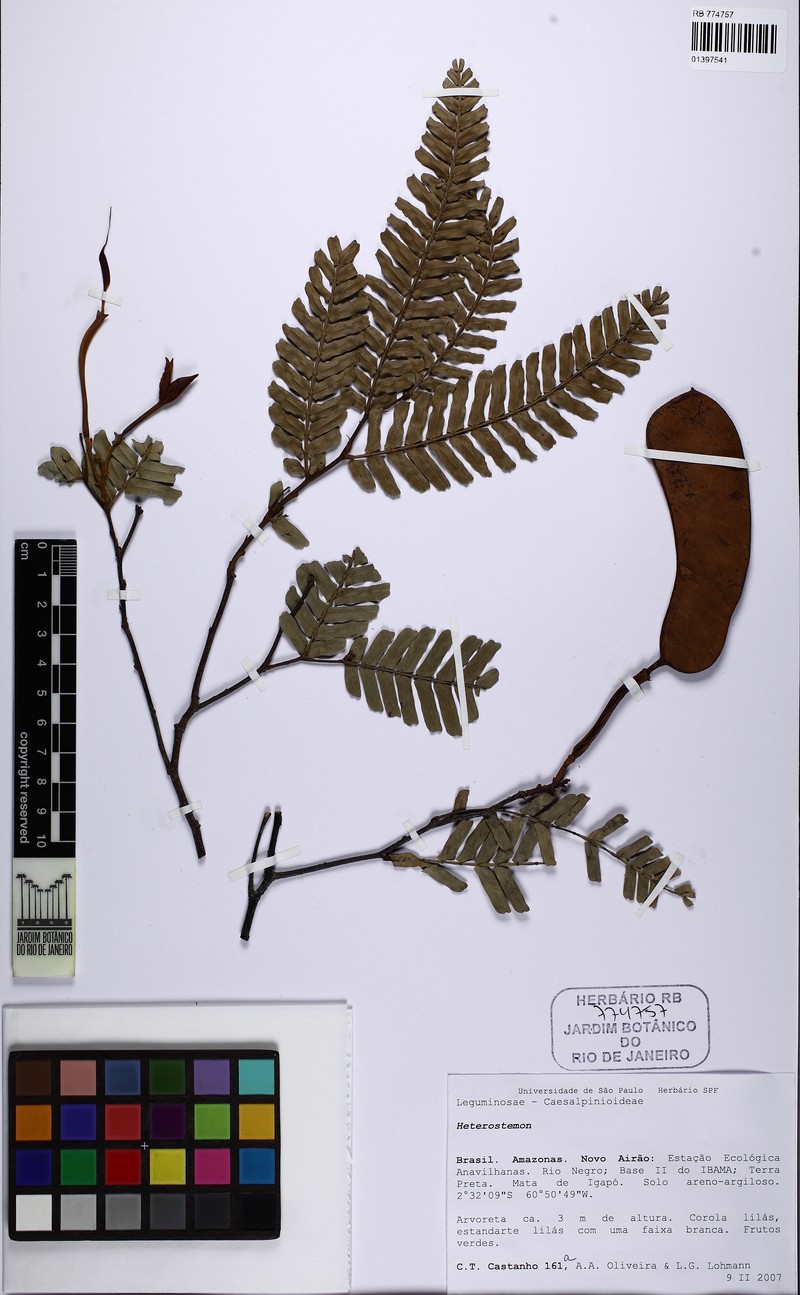 Heterostemon mimosoides var. mimosoides