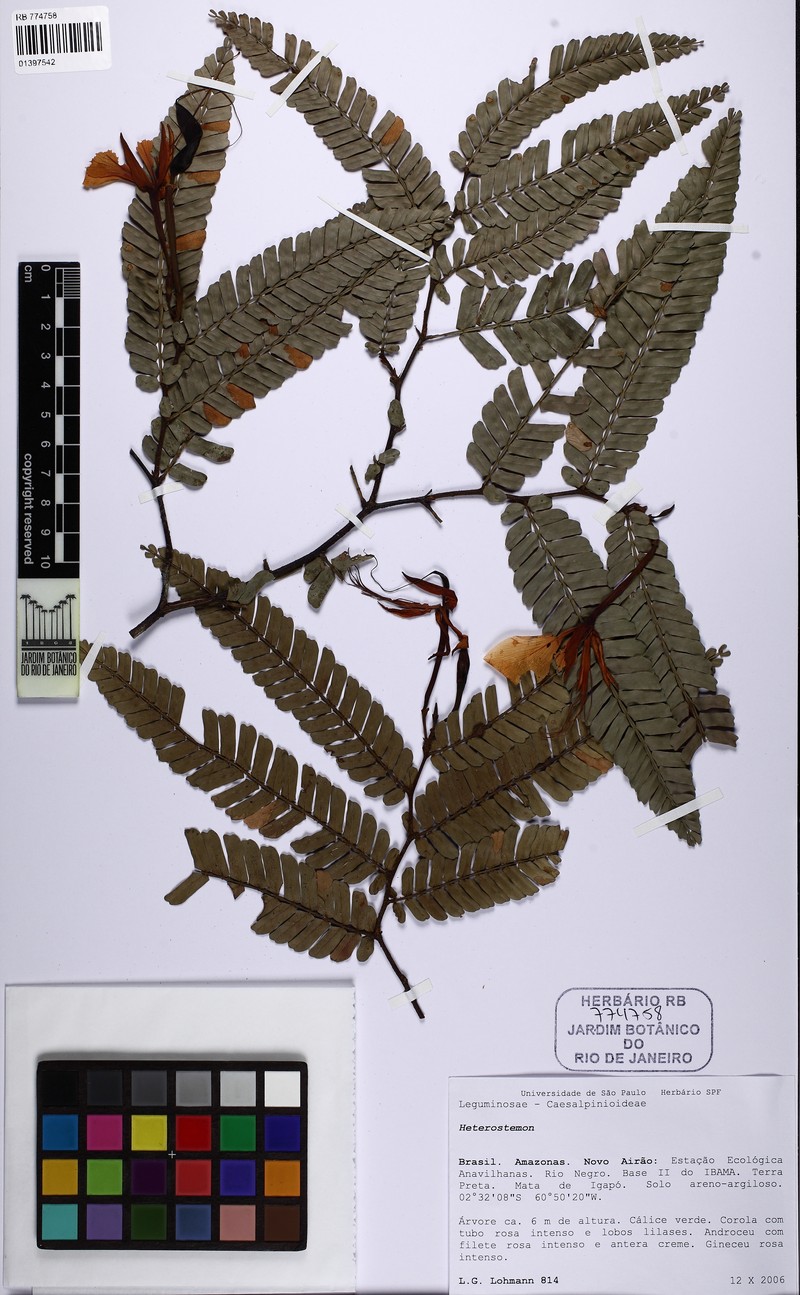 Heterostemon mimosoides var. mimosoides photo 2