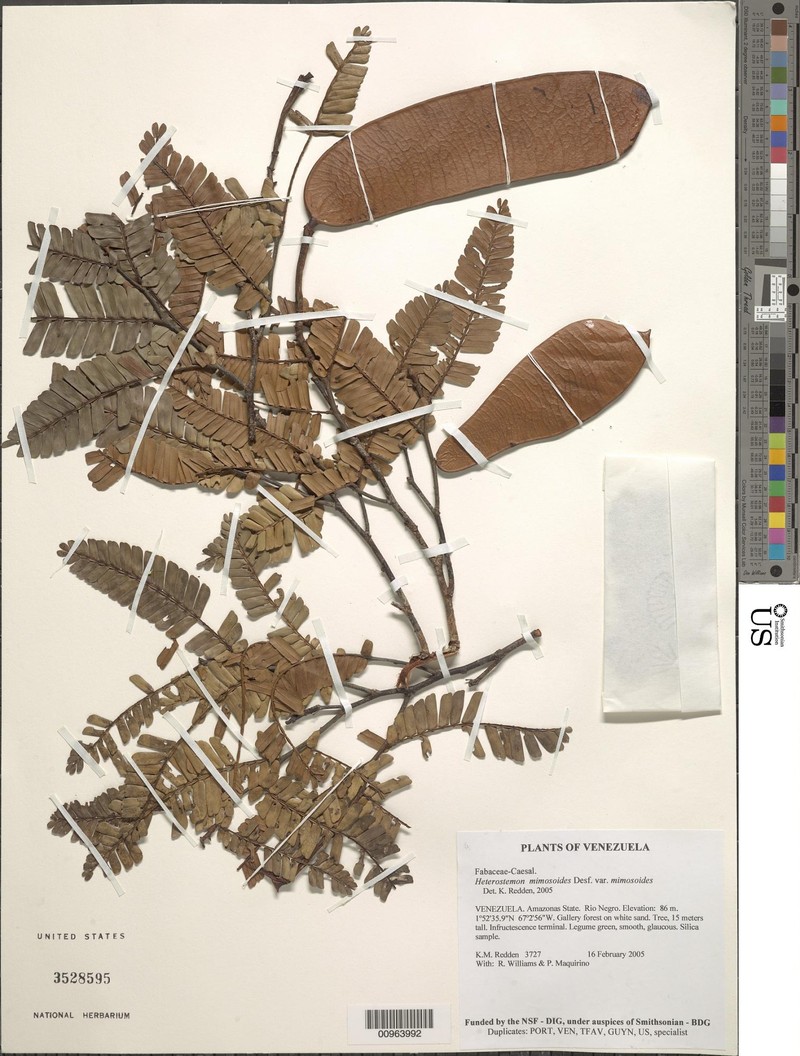 Heterostemon mimosoides var. mimosoides photo 3