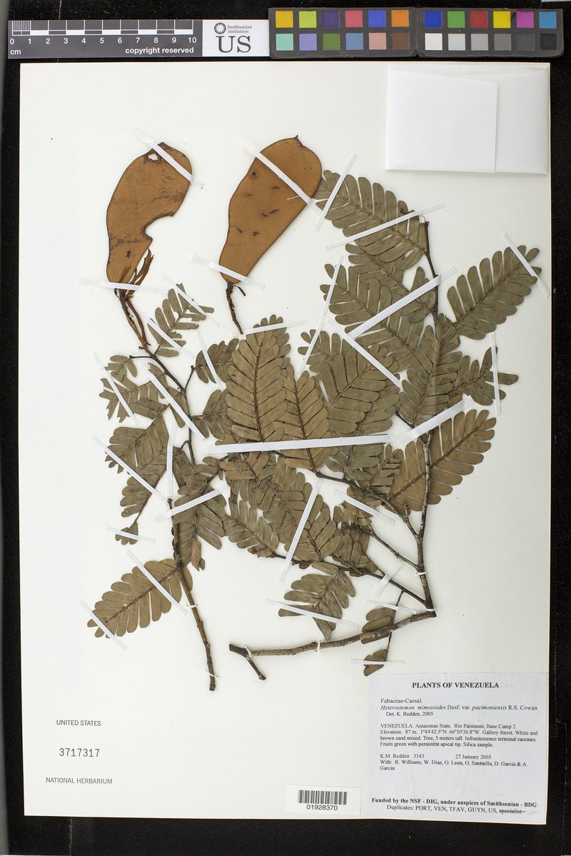 Heterostemon mimosoides var. pacimoniensis