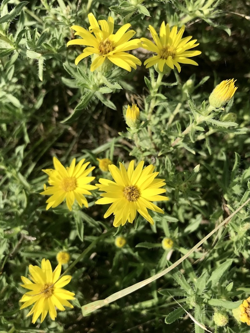 Heterotheca angustifolia