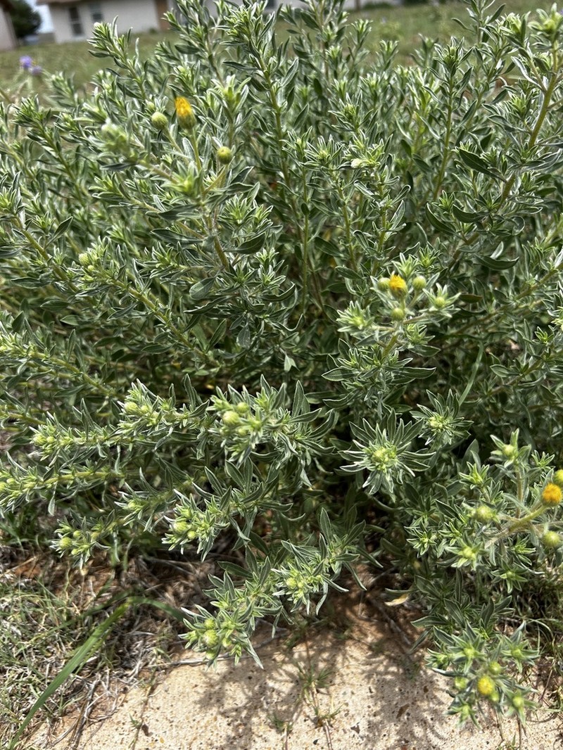 Heterotheca angustifolia photo 2