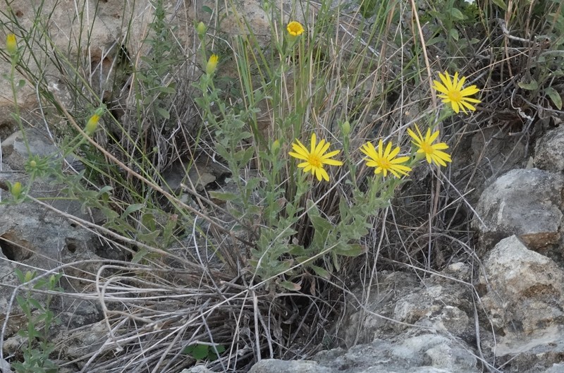 Heterotheca angustifolia photo 3