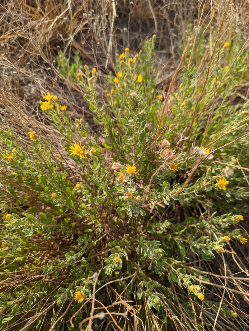 Heterotheca angustifolia photo 4