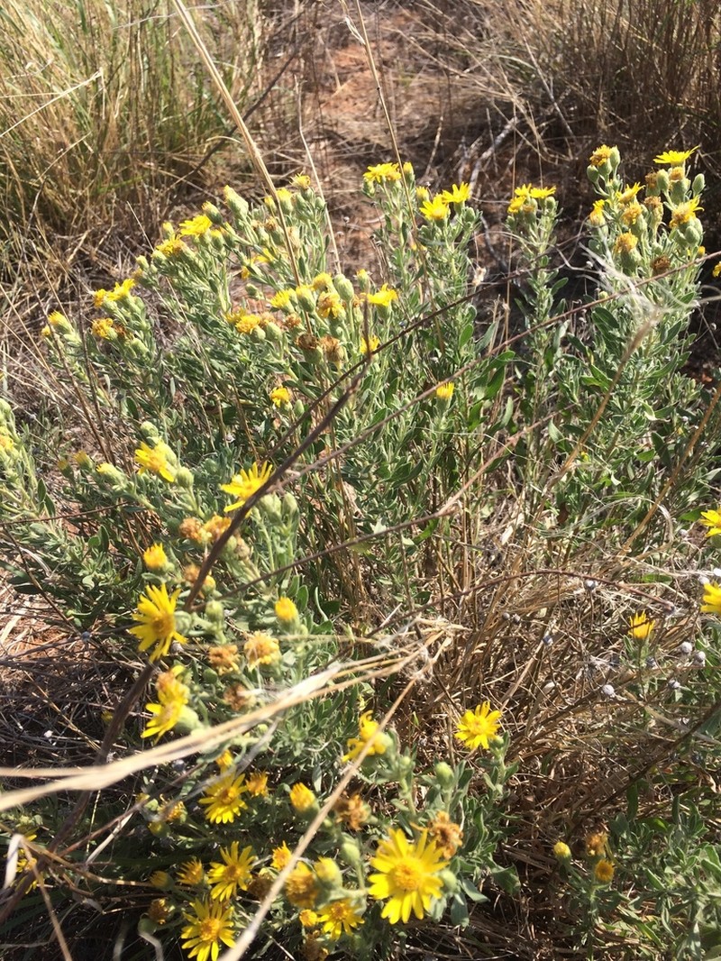 Heterotheca angustifolia photo 5