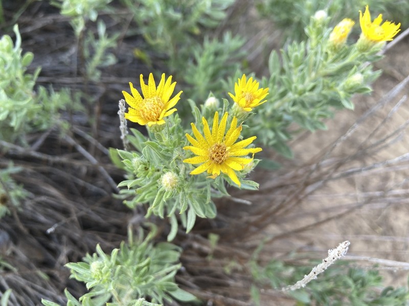 Heterotheca angustifolia photo 6