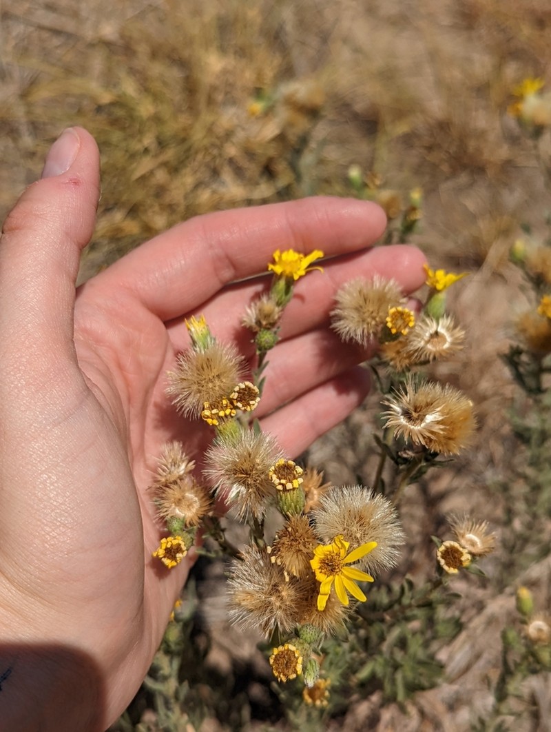 Heterotheca angustifolia photo 7