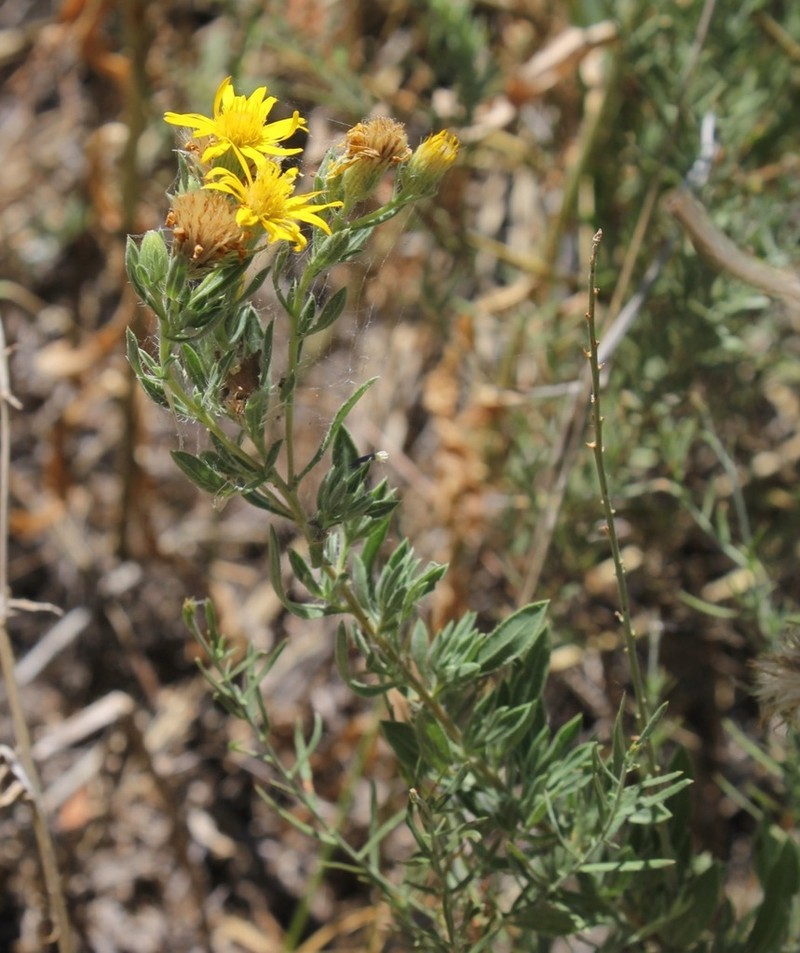 Heterotheca angustifolia photo 8