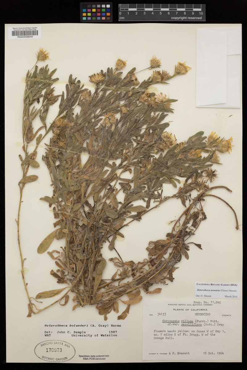 Heterotheca arenaria photo 2