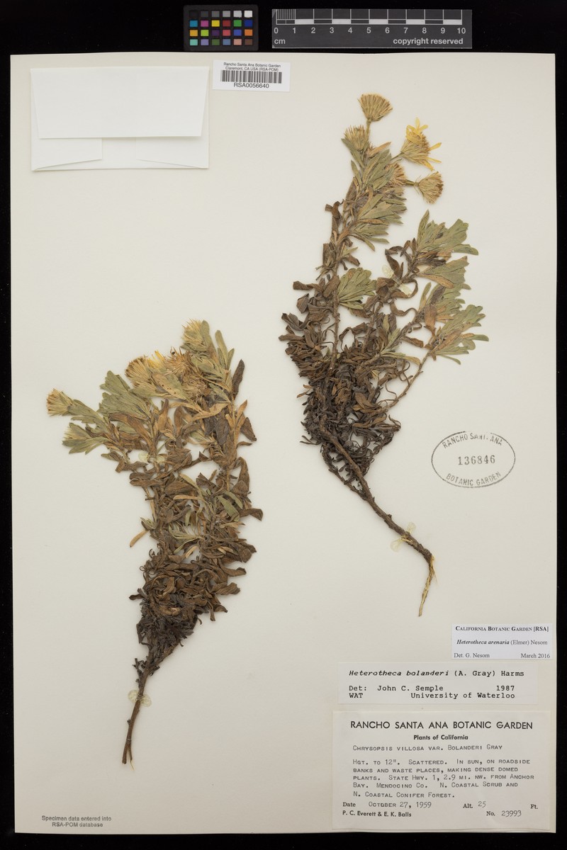 Heterotheca arenaria photo 3