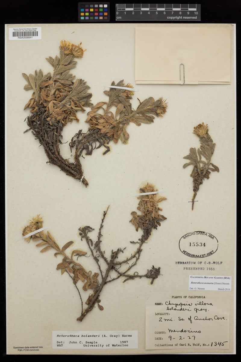 Heterotheca arenaria photo 4