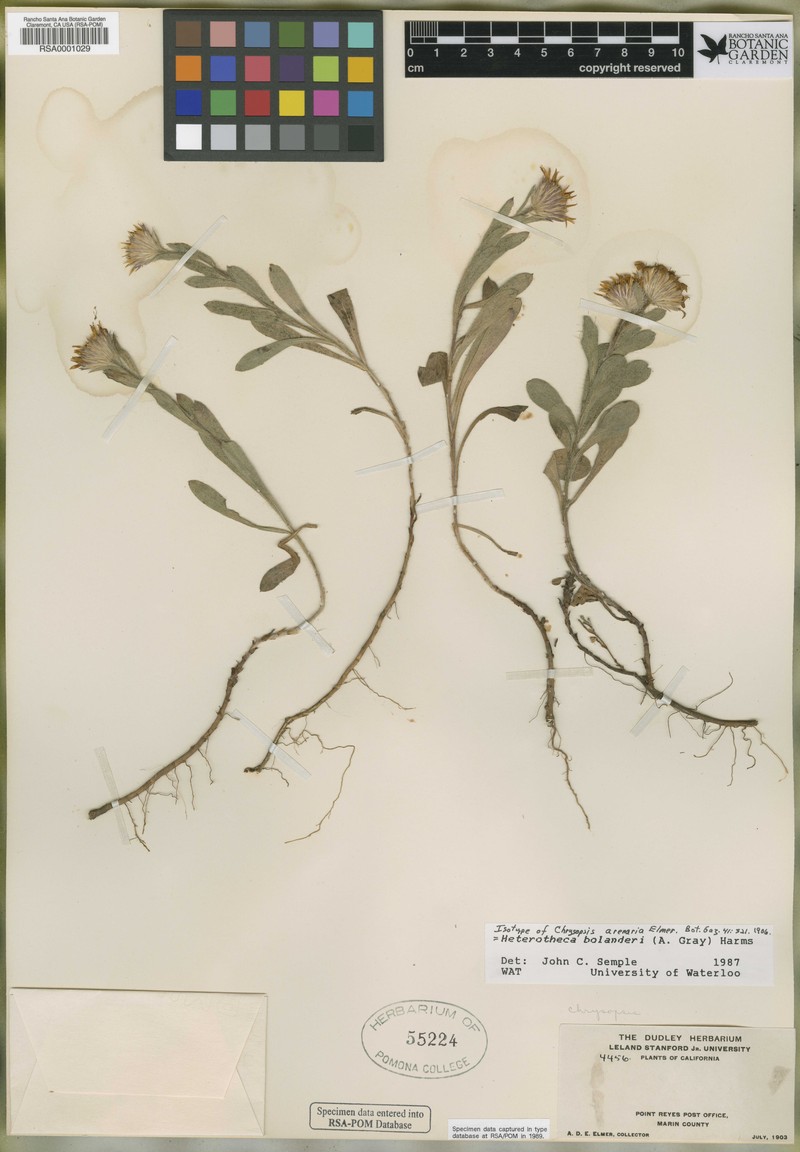 Heterotheca arenaria photo 5