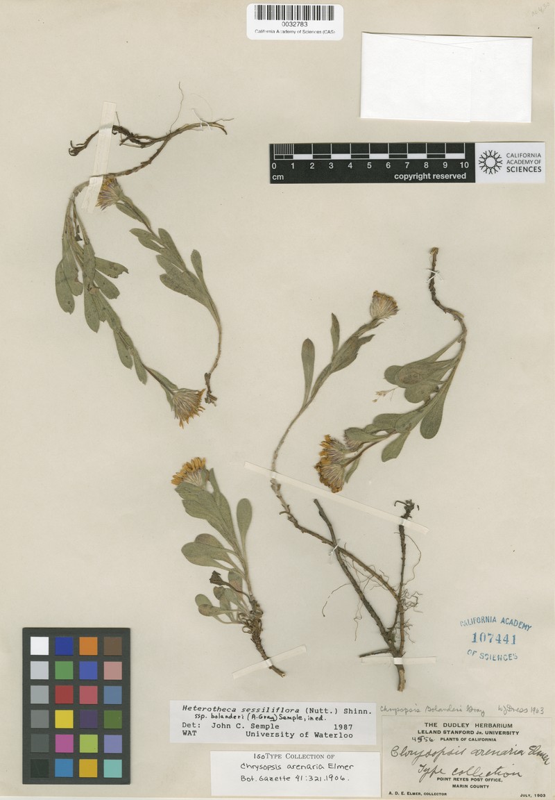 Heterotheca arenaria