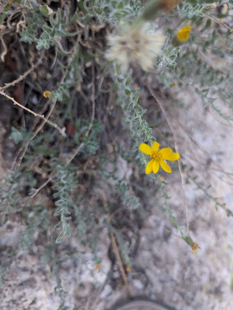 Heterotheca arizonica photo 2