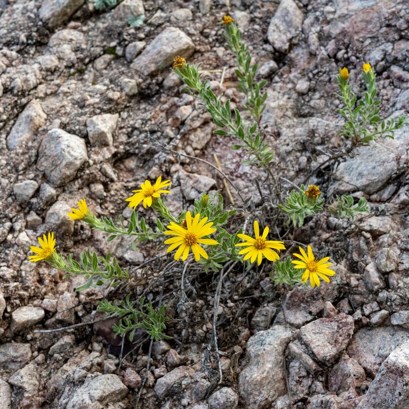 Heterotheca arizonica photo 3