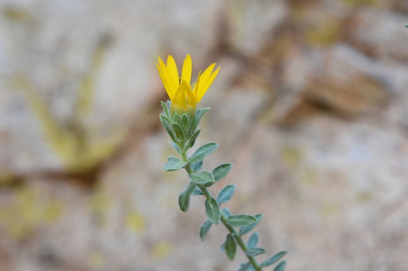 Heterotheca arizonica photo 4