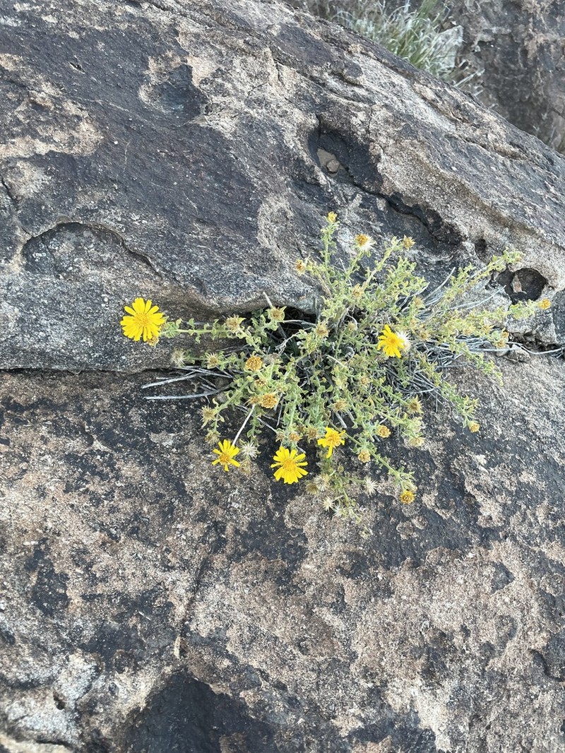 Heterotheca arizonica photo 5