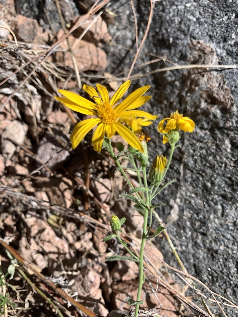 Heterotheca arizonica photo 6