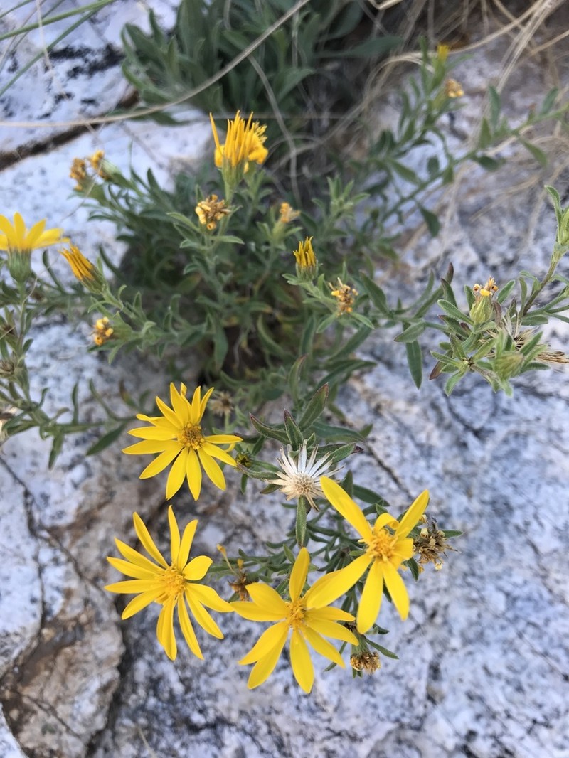 Heterotheca arizonica photo 8