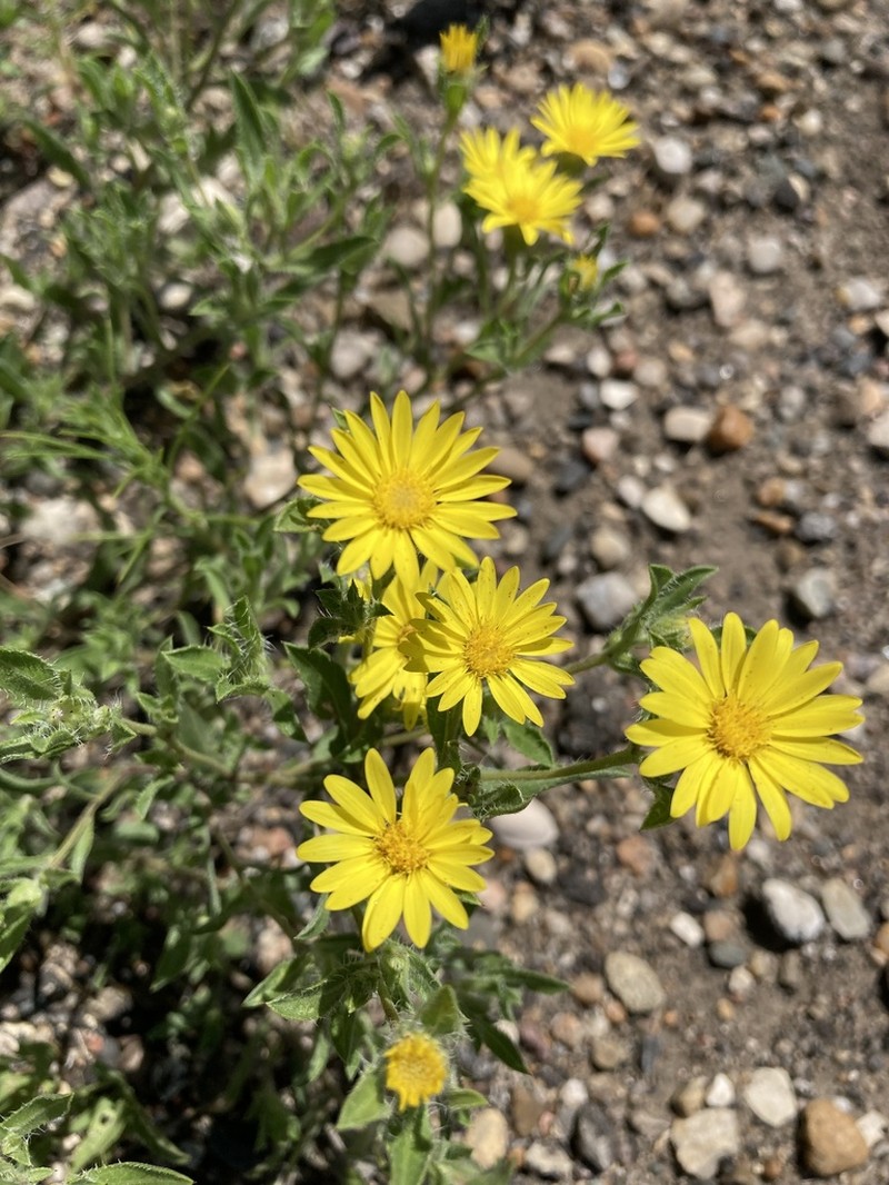 Heterotheca ballardii