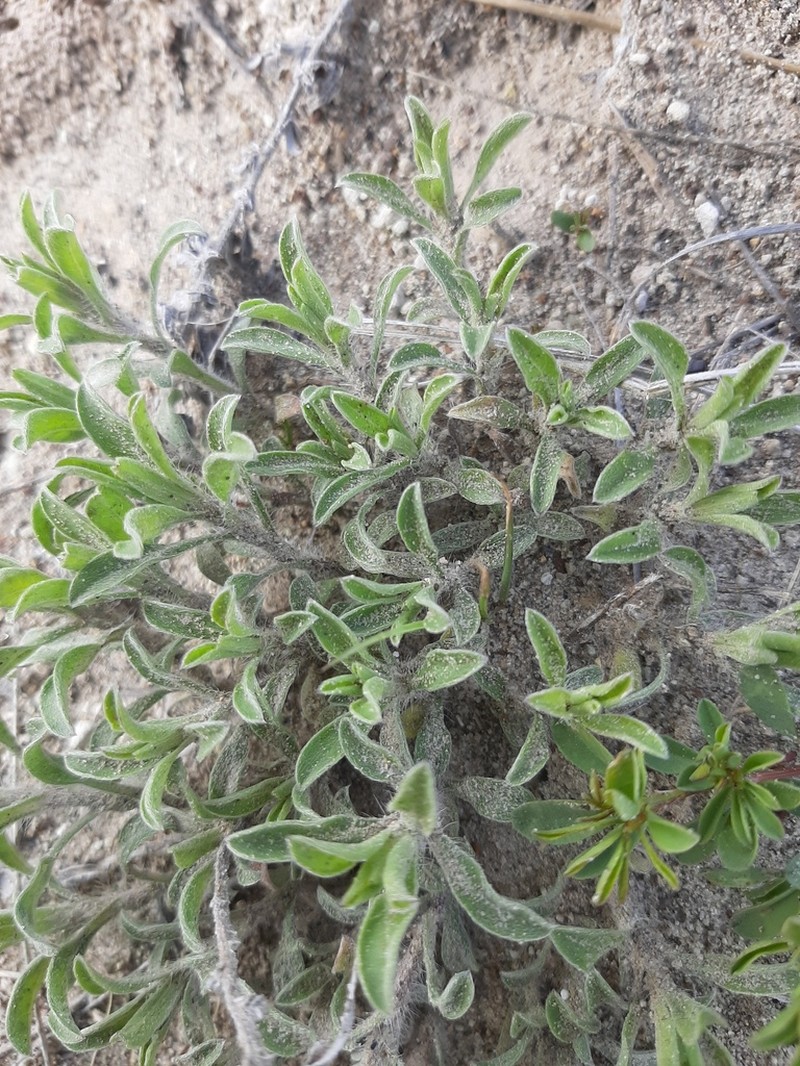 Heterotheca ballardii photo 2