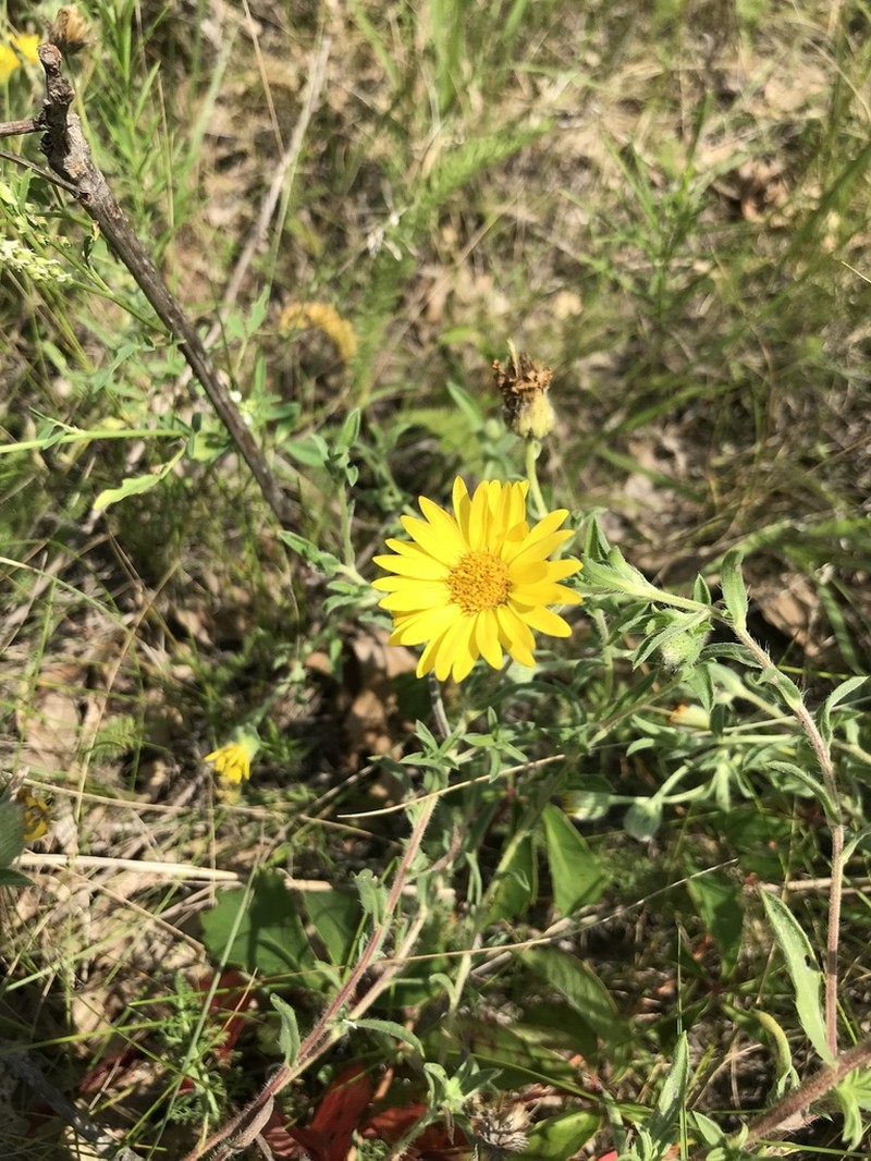 Heterotheca ballardii photo 3