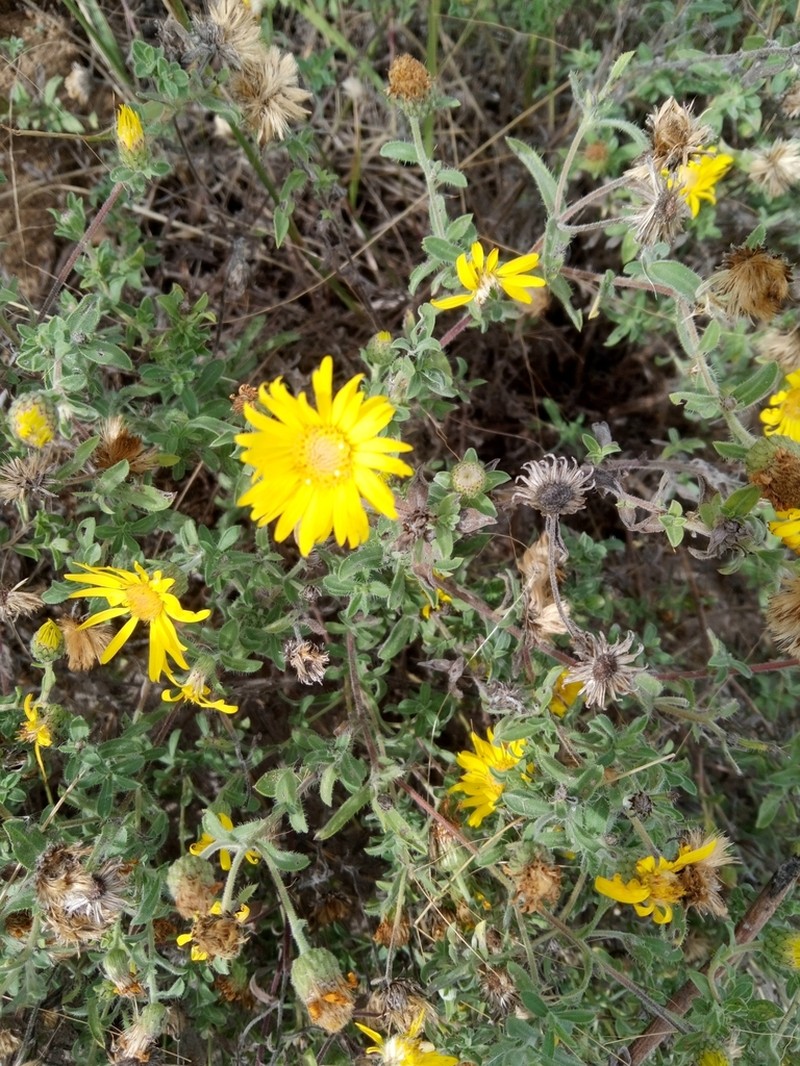 Heterotheca ballardii photo 5