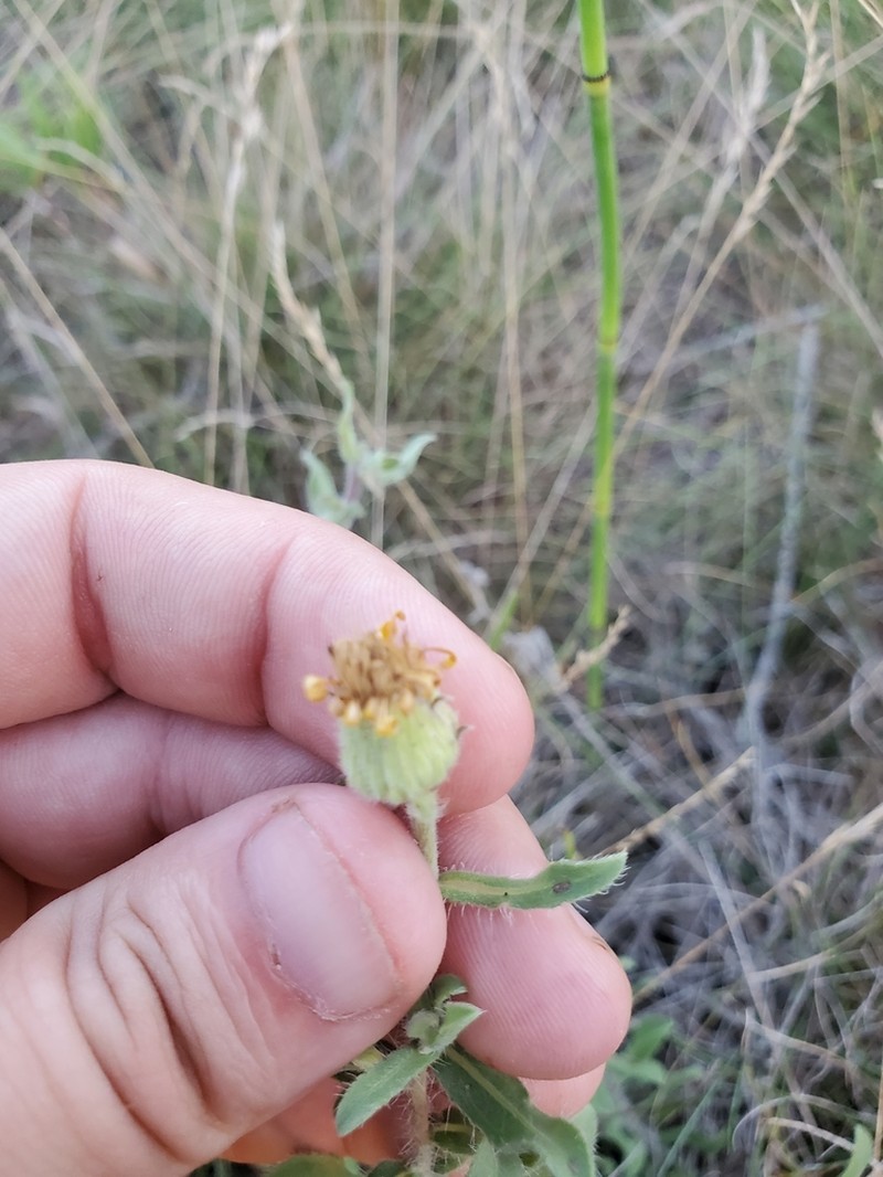 Heterotheca ballardii photo 6