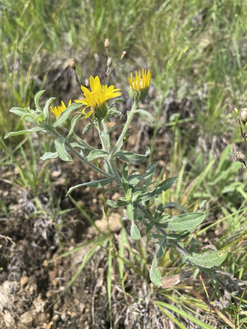Heterotheca ballardii photo 7