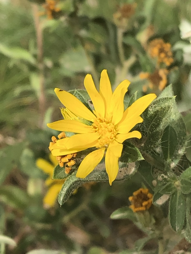 Spokane False Goldenaster