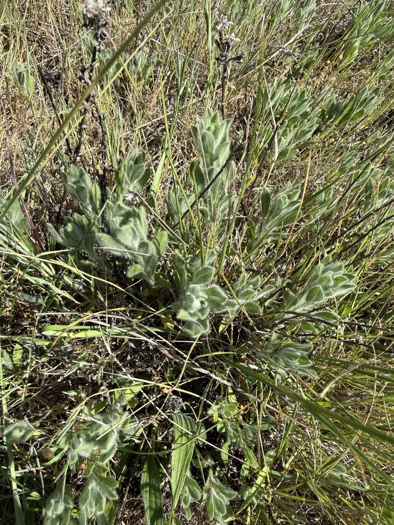 Heterotheca bolanderi