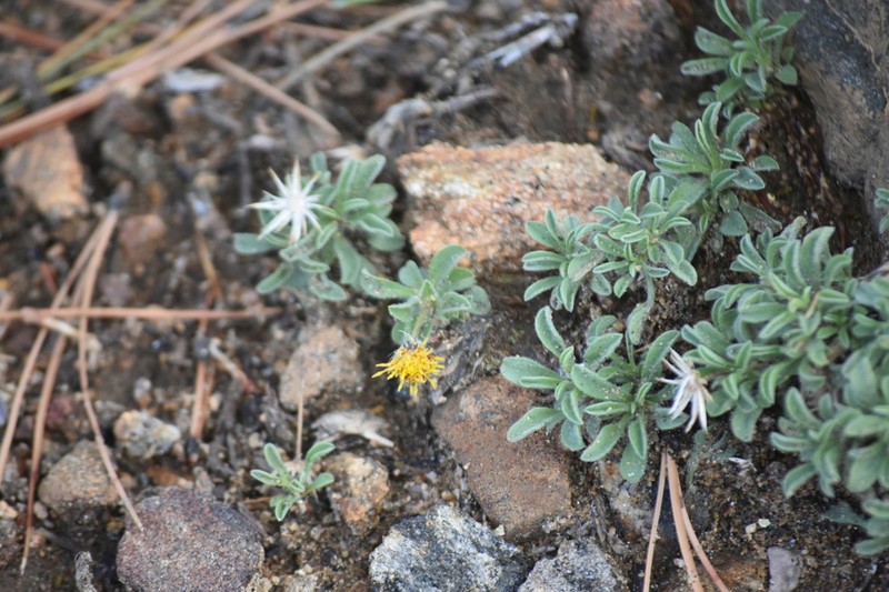 Heterotheca brandegeei