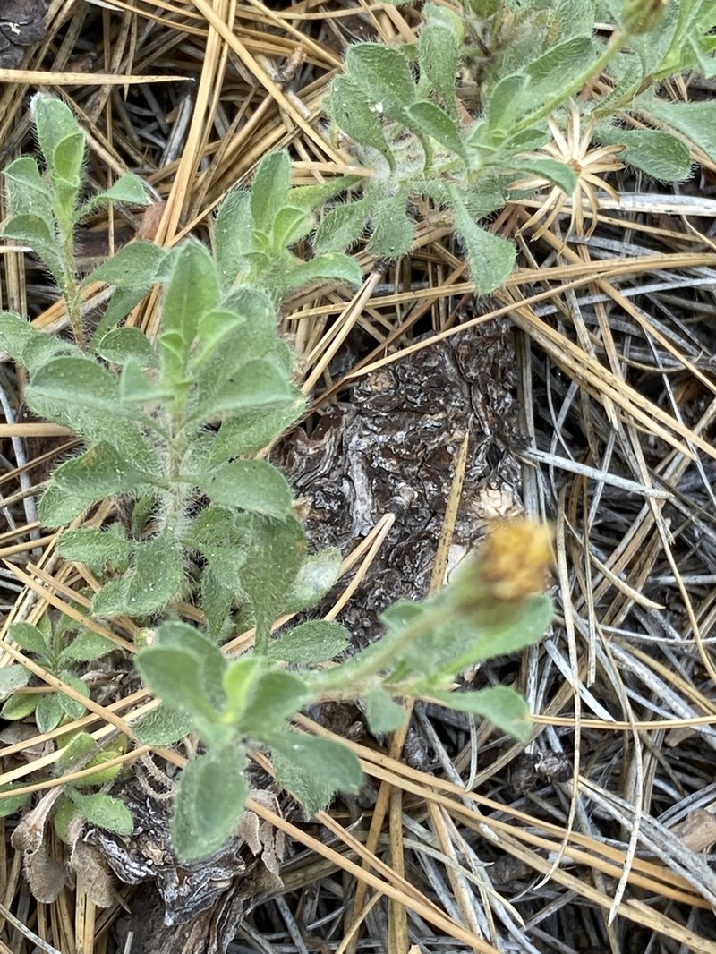 Heterotheca brandegeei photo 2