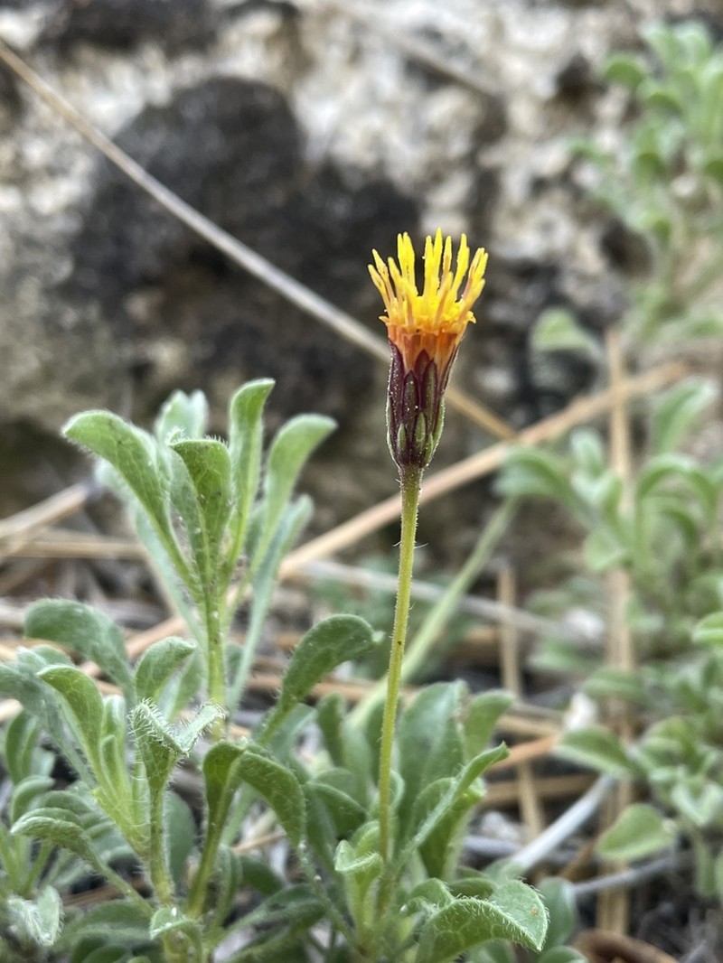 Heterotheca brandegeei photo 3