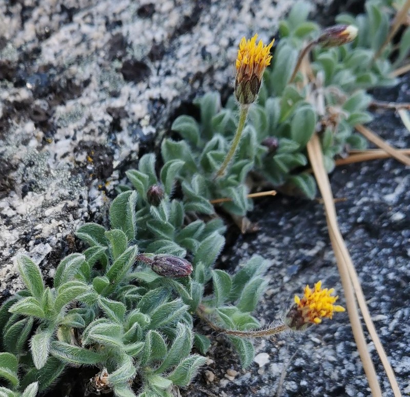 Heterotheca brandegeei photo 4