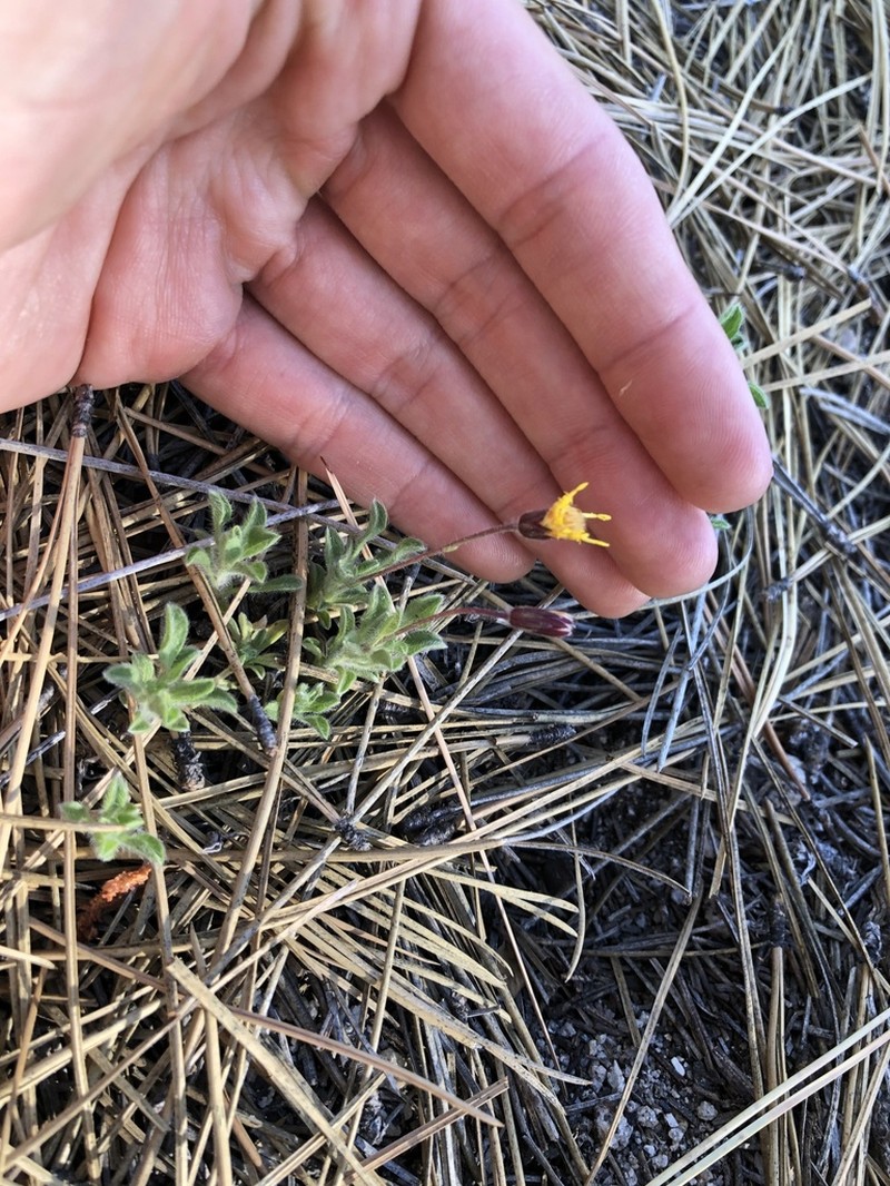 Heterotheca brandegeei photo 5