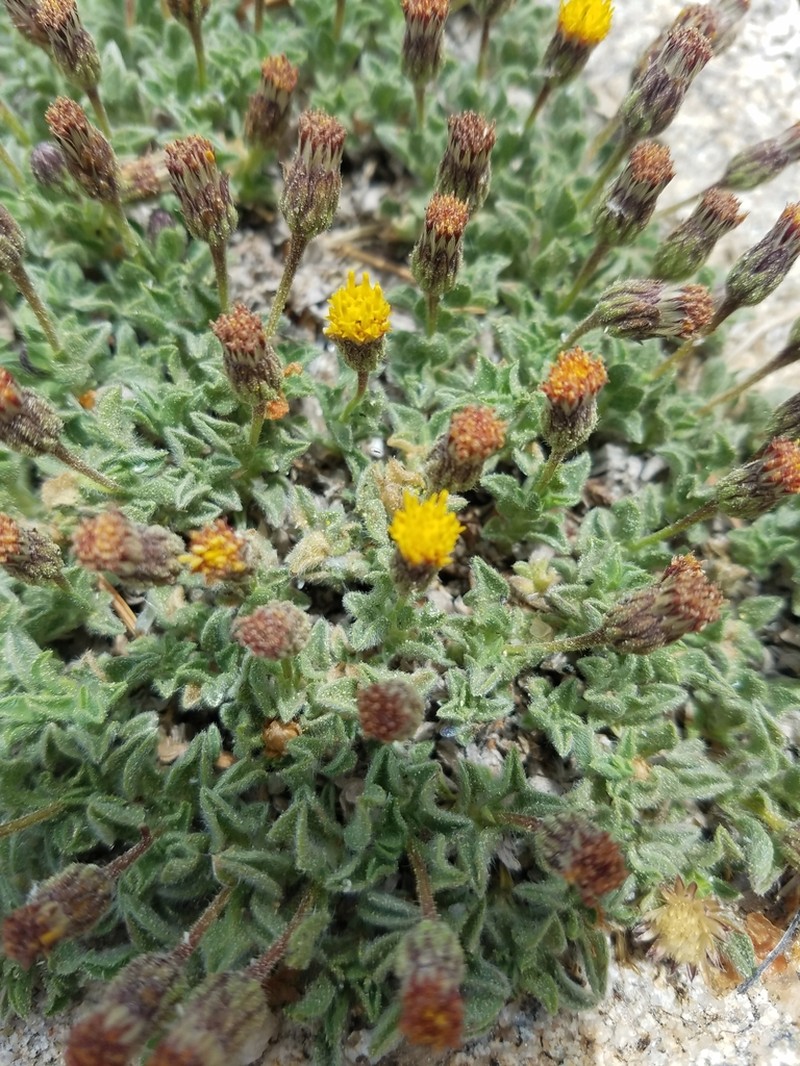Heterotheca brandegeei photo 6