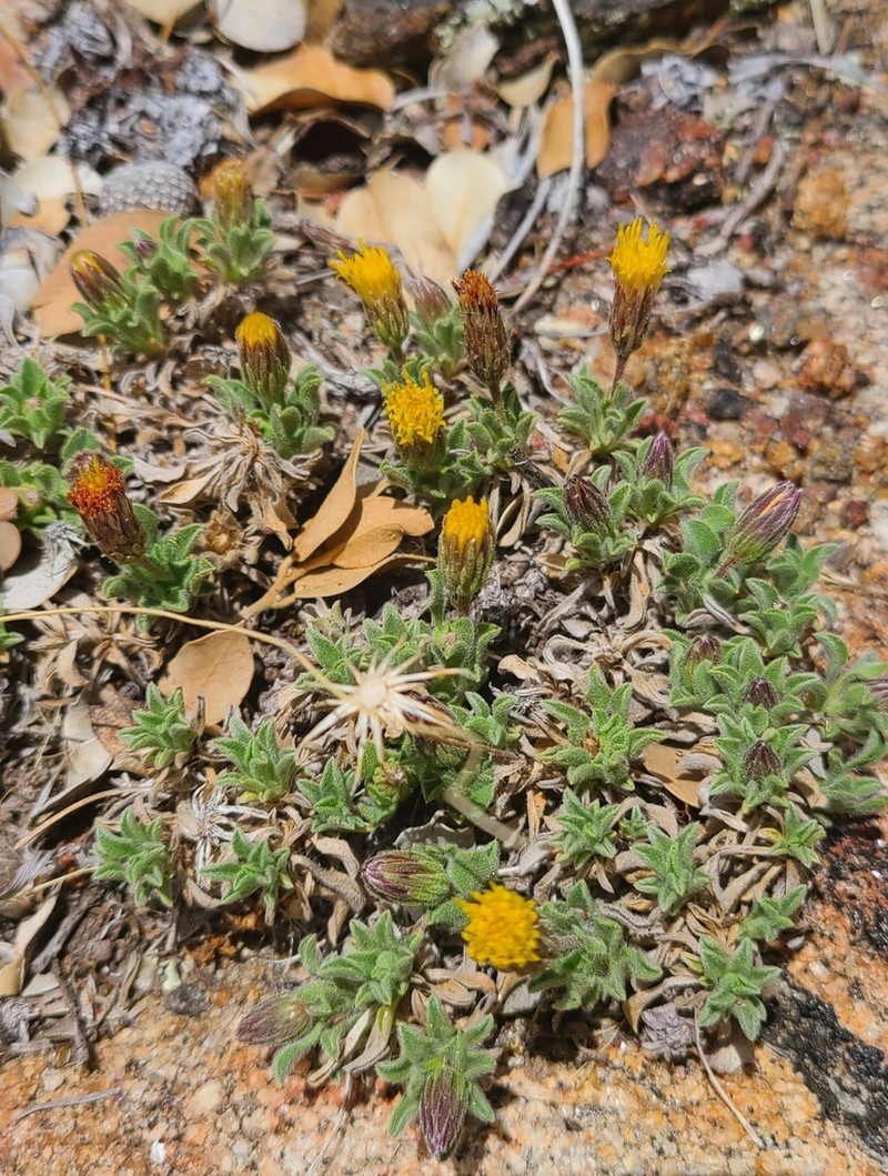 Heterotheca brandegeei photo 7