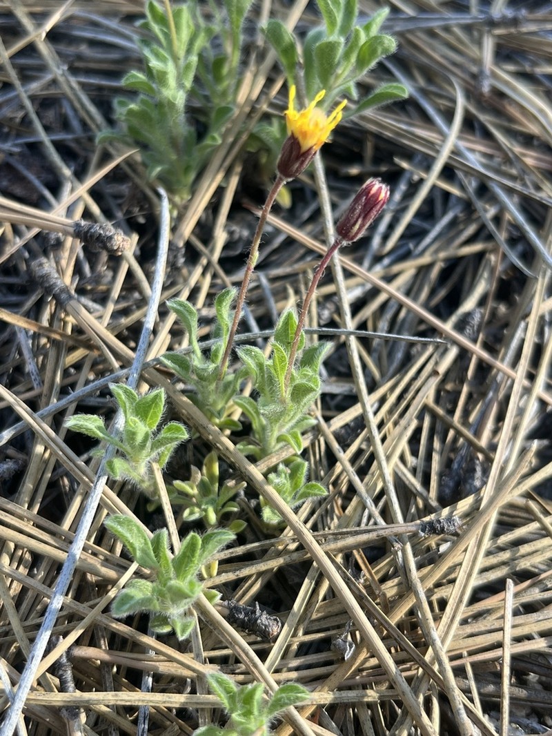 Heterotheca brandegeei photo 8