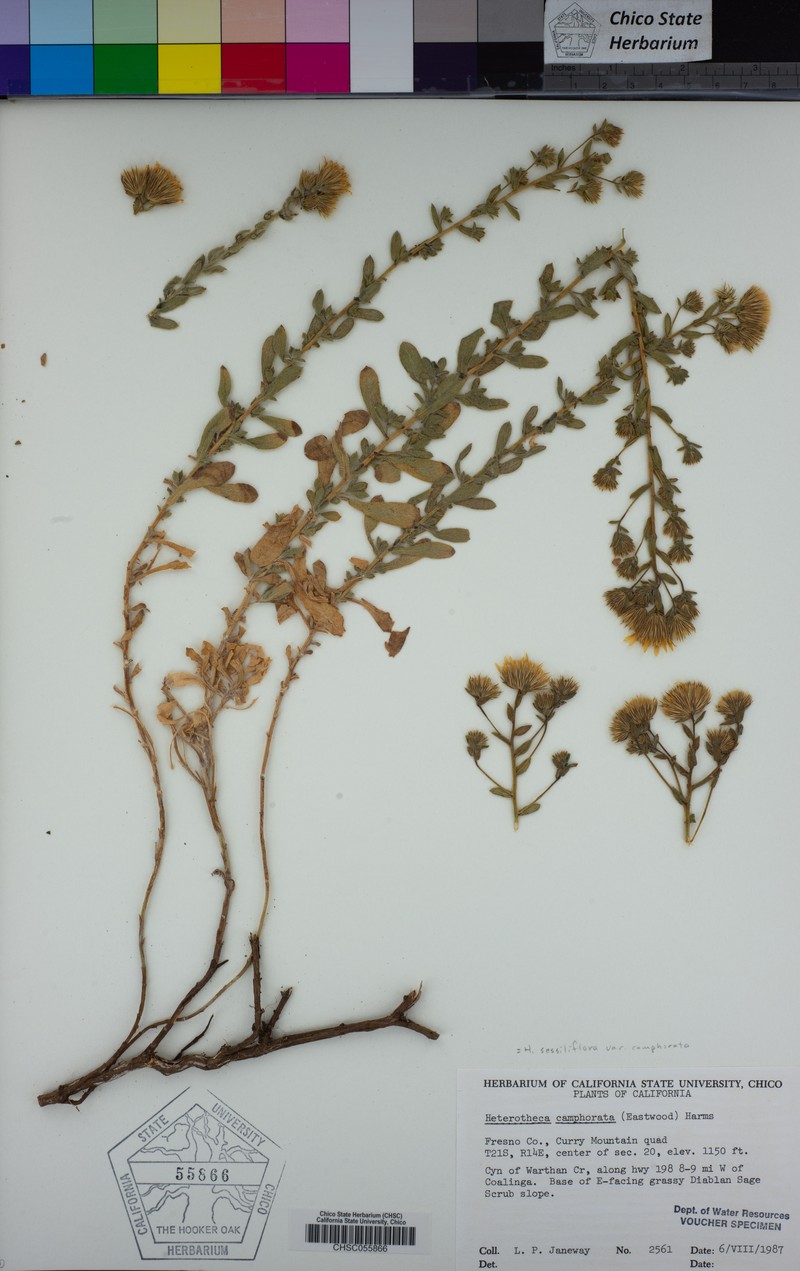 Heterotheca camphorata