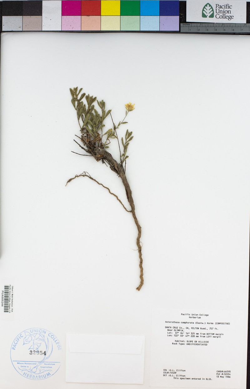 Heterotheca camphorata photo 2