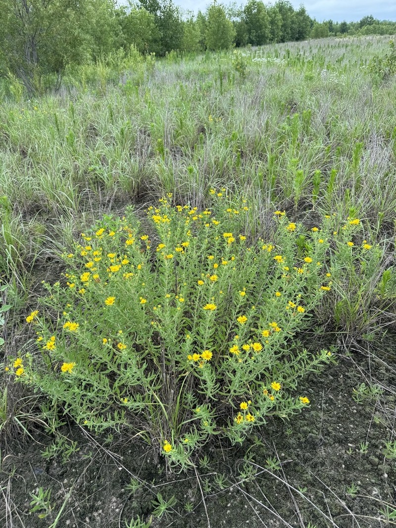 Lemonyellow False Goldenaster