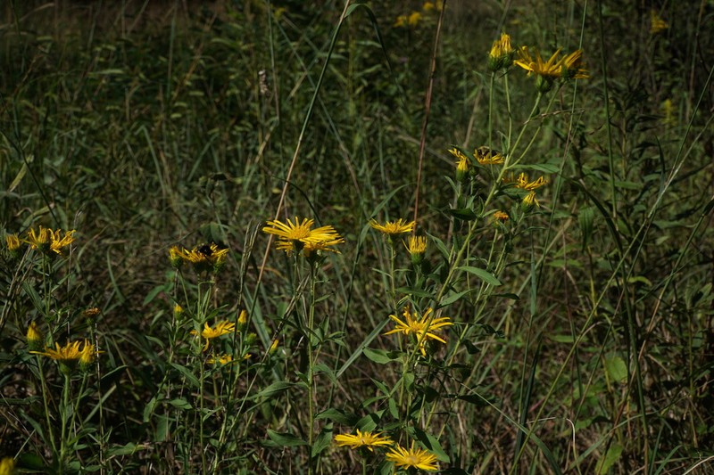 Lemonyellow False Goldenaster photo 2