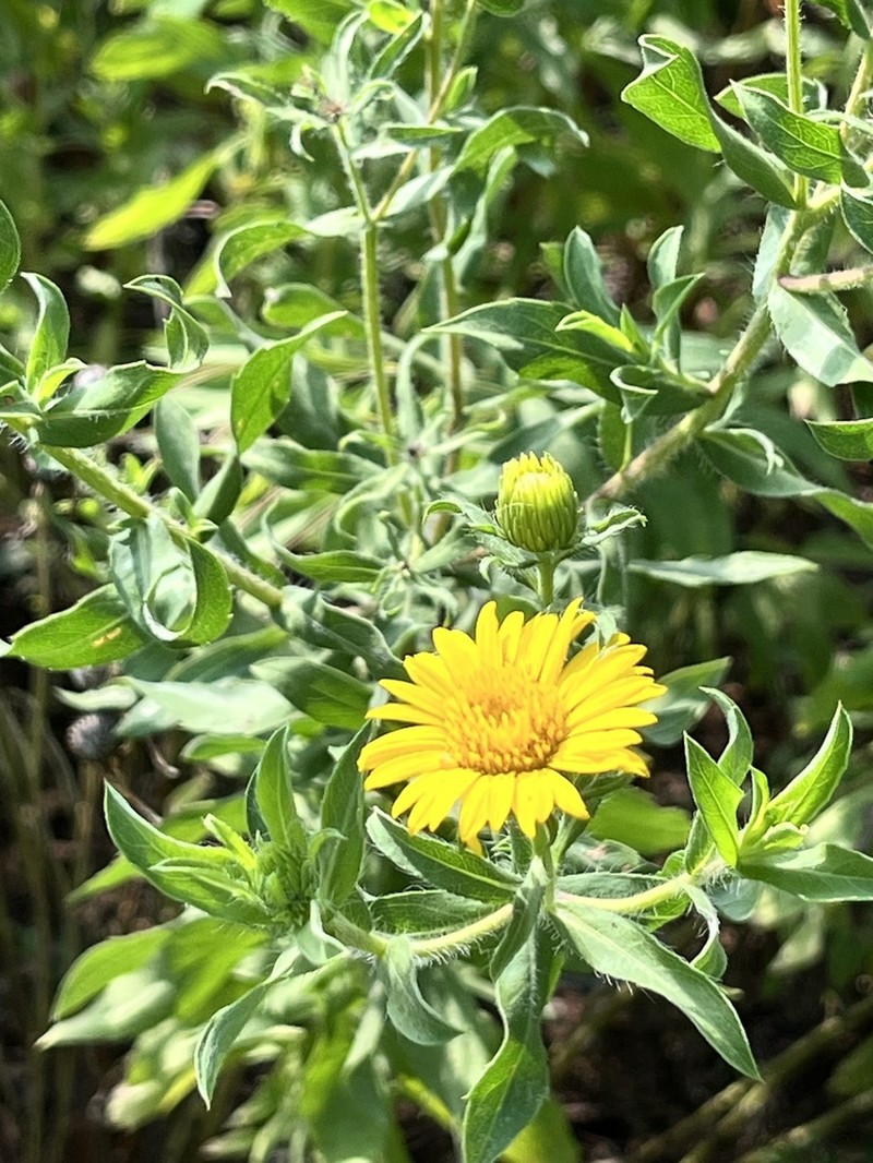 Lemonyellow False Goldenaster photo 3