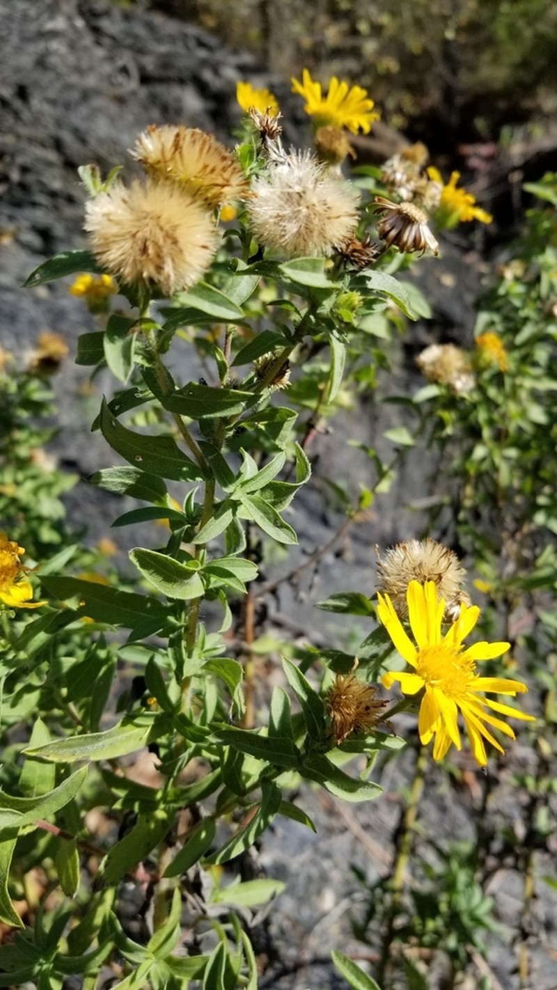 Lemonyellow False Goldenaster photo 4