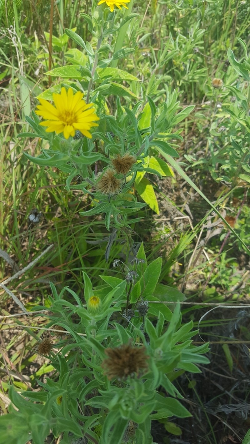 Lemonyellow False Goldenaster photo 5