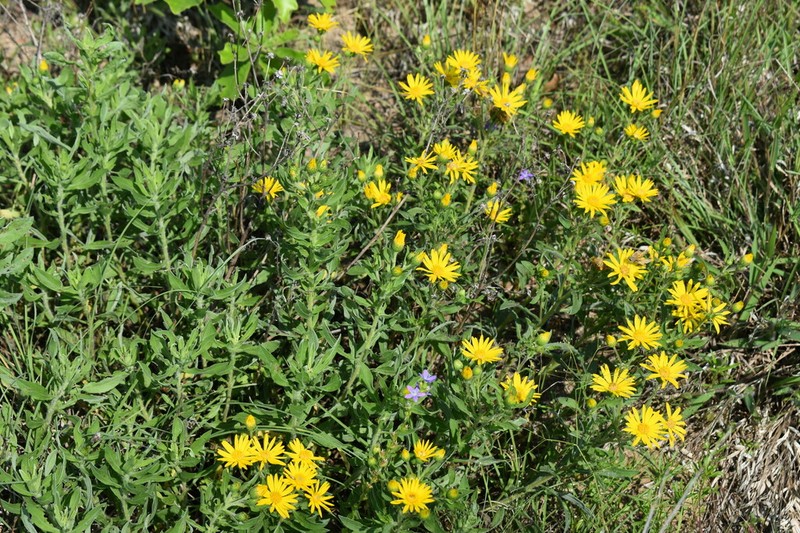 Lemonyellow False Goldenaster photo 6